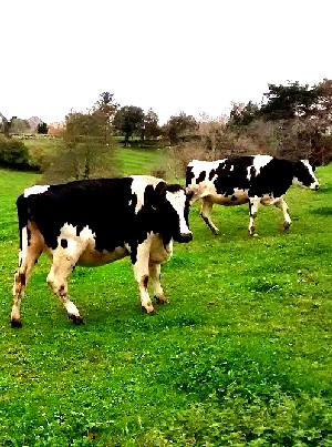 Dairy Cows